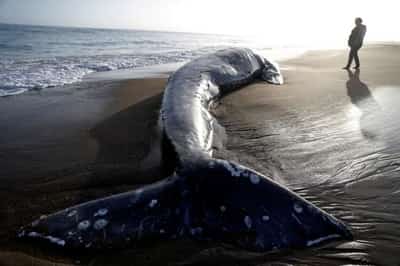 Image for Gray whale numbers along North America’s west coast down nearly 40% since 2016