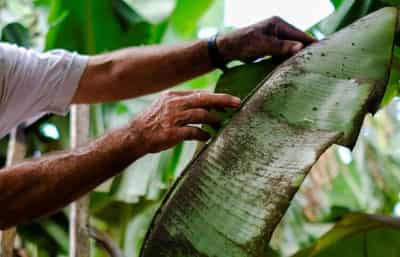 Image for Farmers despair as volcano ravages La Palma&#8217;s banana crop