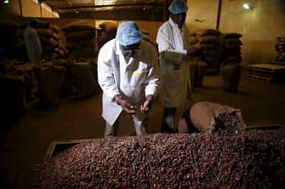 Image for Nigerian cocoa processor Johnvents receives investment from Britain to expand