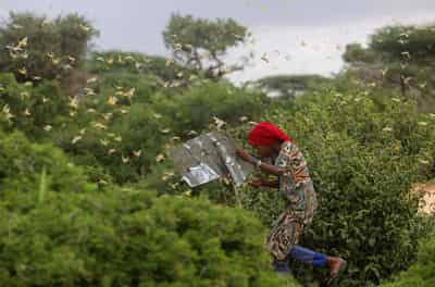 Image for Pests on the march as climate change fans spread of crop destroyers