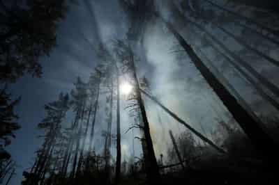 Image for Forests as big as France have grown back since 2000, research shows