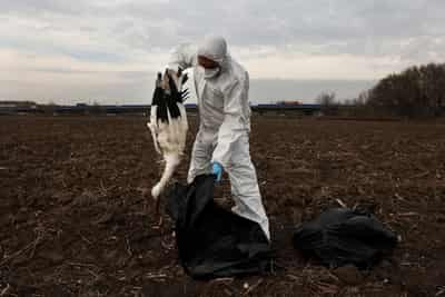 Image for Hundreds of storks found dead near Madrid amid wider bird flu surge