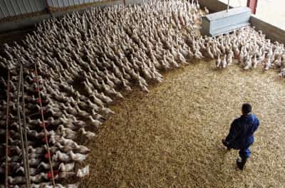 Image for Record heat causes mass poultry deaths in France