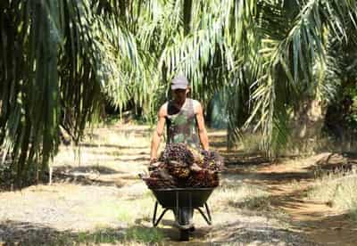 Image for Explainer-Why Malaysia is considering a ban on palm oil exports to the European Union