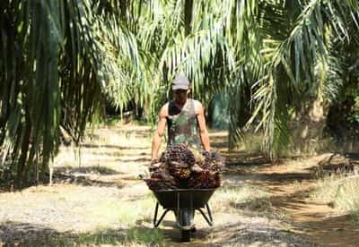 Image for Explainer-Why Malaysia is considering a ban on palm oil exports to the European Union