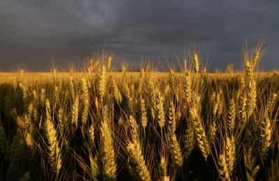 Image for French soft wheat harvest 14% complete, maize conditions remain good