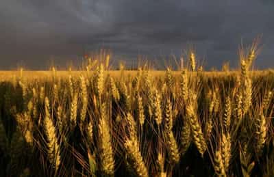 Image for French soft wheat harvest 14% complete, maize conditions remain good