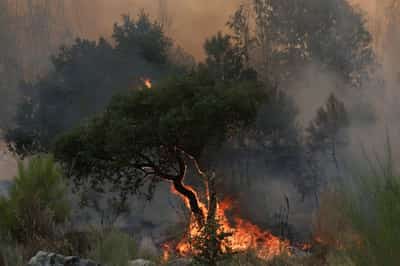 Image for How sickly forests are felling Europe's climate ambitions