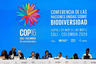 Image for UN COP16 nature talks gridlocked as conservation funding trickles in