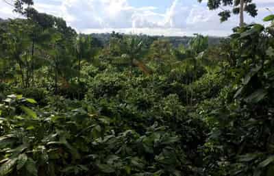 Image for AXA, Unilever to join new 1 billion euro regenerative agriculture fund