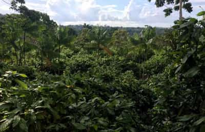 Image for AXA, Unilever to join new 1 billion euro regenerative agriculture fund