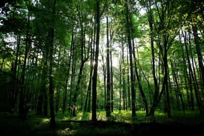 Image for Analysis-Europe hits resistance in race to finalise green laws