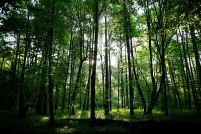 Image for Analysis-Europe hits resistance in race to finalise green laws