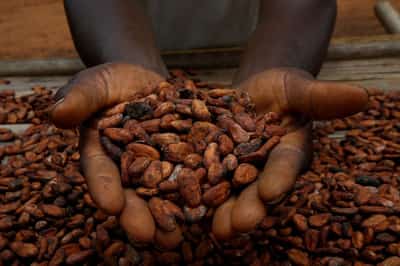Image for Small Ivory Coast cocoa firms say EU deforestation rules might bankrupt them