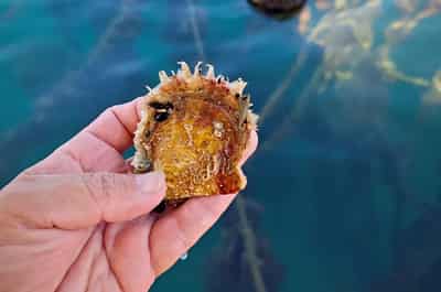 Image for Italy oyster farmers dream of pearls from warming Mediterranean