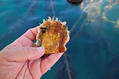Image for Italy oyster farmers dream of pearls from warming Mediterranean