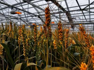 Image for Exclusive-Syngenta aims for valuation of at least $66 billion with IPO, sources say