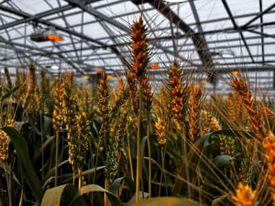 Image for Exclusive-Syngenta aims for valuation of at least $66 billion with IPO, sources say