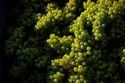 Image for Champagne makers to draw on reserves after heatwaves shrink harvest