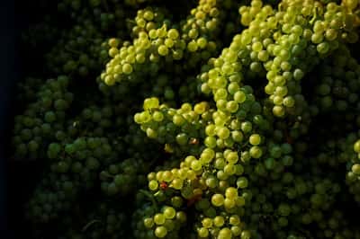 Image for Champagne makers to draw on reserves after heatwaves shrink harvest