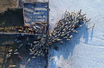 Image for Russia says multiple cattle illnesses are complicating Siberian outbreak