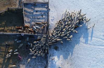 Image for Russia says multiple cattle illnesses are complicating Siberian outbreak
