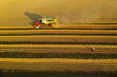 Image for French wheat crop rating slips further in week to May 30
