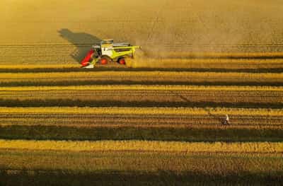 Image for French wheat crop rating slips further in week to May 30