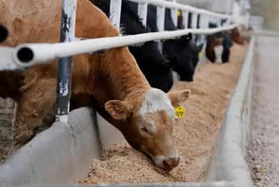 Image for Analysis-What’s the beef? Canada talks stall as Britain toughens trade approach