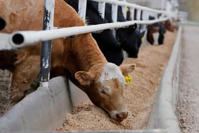 Image for Analysis-What’s the beef? Canada talks stall as Britain toughens trade approach