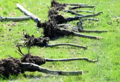 Image for In the ‘Garden of England’, loss-making orchards are cut down