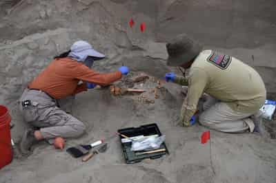 Image for Peruvian temple offers clues into 3,000-year-old human sacrifices