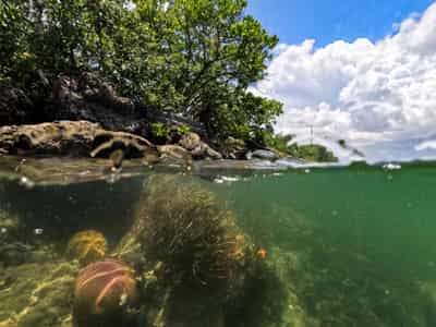 Image for Countries pledge to raise $12 billion to fund coral reef protection