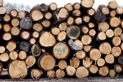 Image for US paper industry asks Trump to seek lighter EU deforestation rules