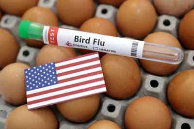 Image for How many eggs can you send? U.S. asks countries to help lower soaring prices