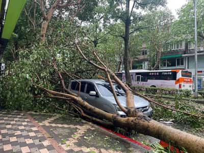 Image for Taiwan cleans up as remnant of Typhoon Kong-rey brushes Chinese coast