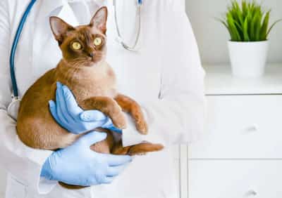 Image for Cloud Insurance Partners With Kanguro to Tap American Pet Insurance Market