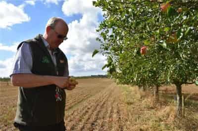 Image for How mixing farms with forests can help the UK reach net zero