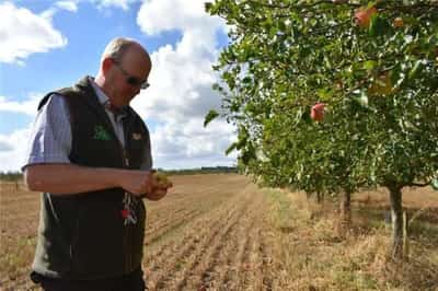 Image for How mixing farms with forests can help the UK reach net zero