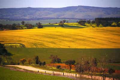 Image for China buys first Australian canola cargo since 2020, traders say