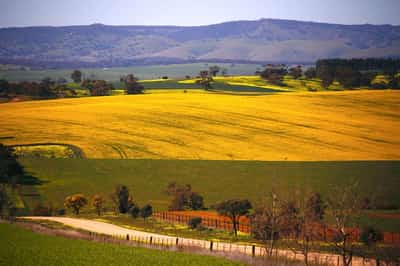 Image for China buys first Australian canola cargo since 2020, traders say