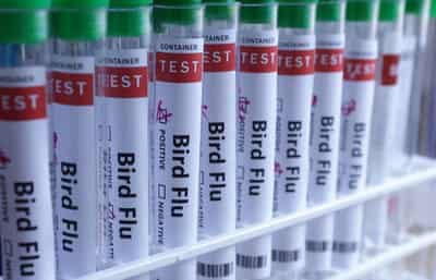 Image for Latvia reports bird flu in backyard poultry