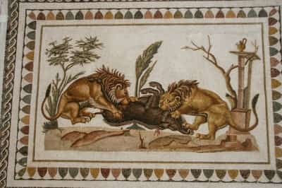 Image for Bite marks reveal gladiator's fatal encounter with a lion in ancient Britain