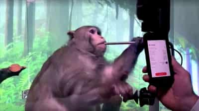 Image for Elon Musk&#8217;s Neuralink shows monkey with brain-chip playing videogame by thinking