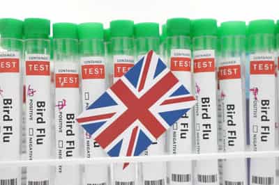Image for UK confirms H5N1 bird flu outbreak in southwestern England