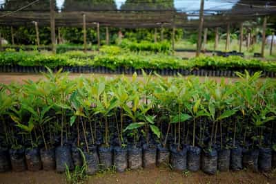 Image for Global carbon removal market could reach $100 billion/yr from 2030-35, report says
