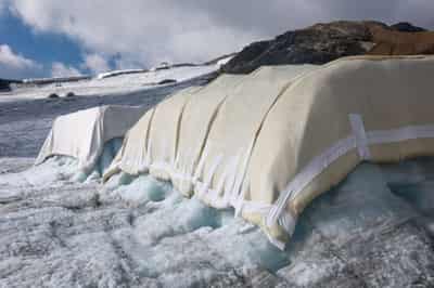 Image for Can sheep save the glaciers? Swiss scientists put wool to the test