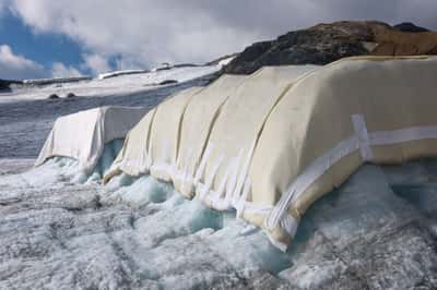 Image for Can sheep save the glaciers? Swiss scientists put wool to the test