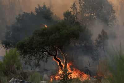 Image for Europe dangerously unprepared for worsening wildfires, report says