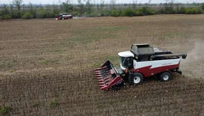 Image for Russia eyes more sunflower oil exports to India
